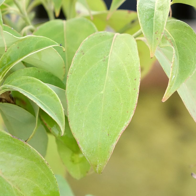 Cornus angustata Empress of China (Folhagem)