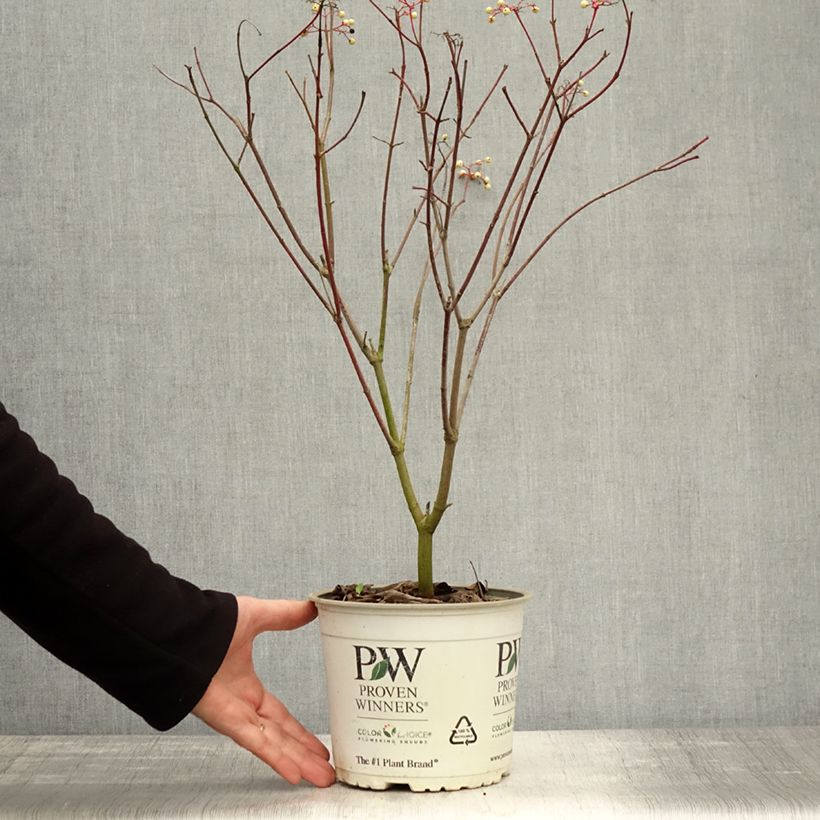 Amostra de Cornus asperifolia var. drummondii Sunshiny Drops Vaso de 2 L/3 L tal como entregue no outono