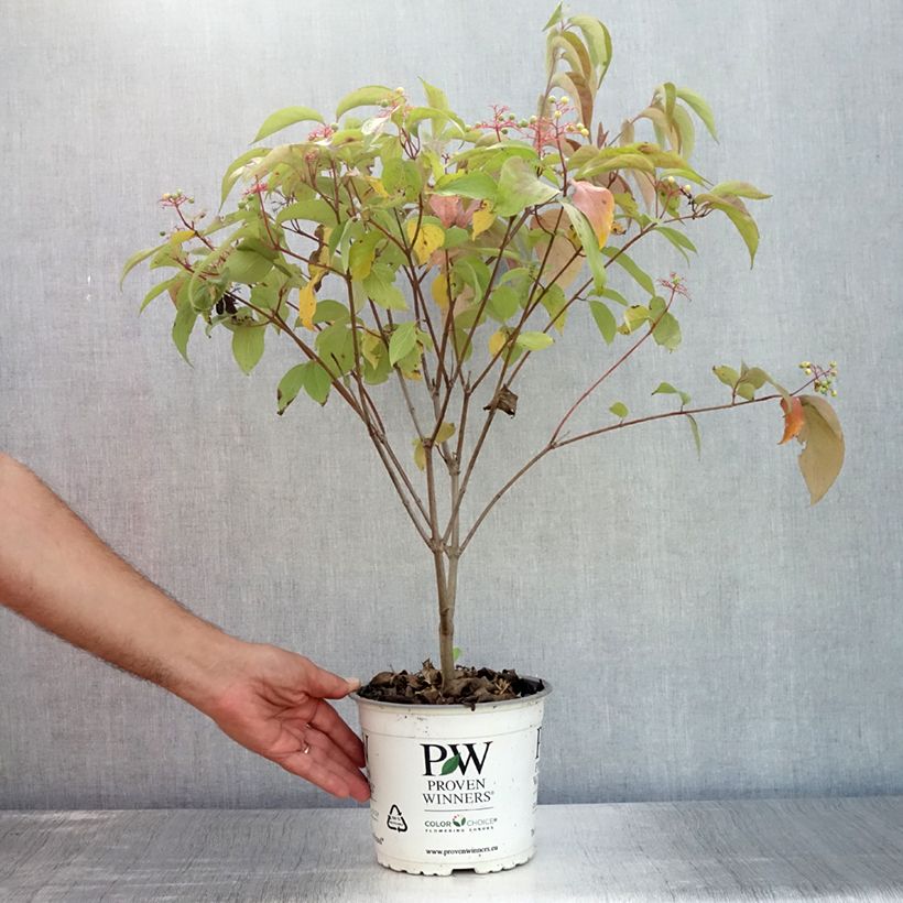 Amostra de Cornus asperifolia var. drummondii Sunshiny Drops Vaso de 2 L/3 L tal como entregue no verão