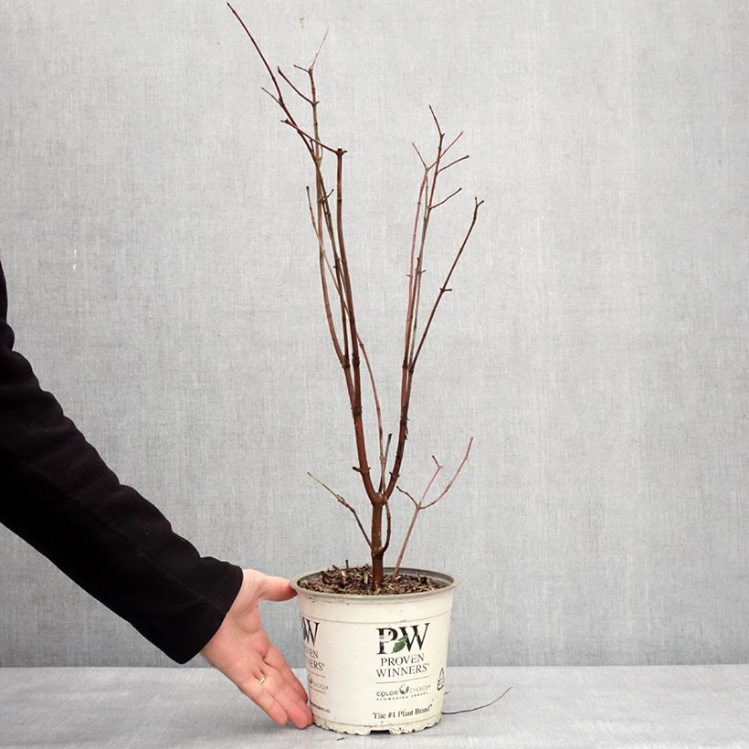 Amostra de Cornus asperifolia var. drummondii Sunshiny Drops - Cornouiller Vaso de 2 L/3 L tal como entregue no inverno