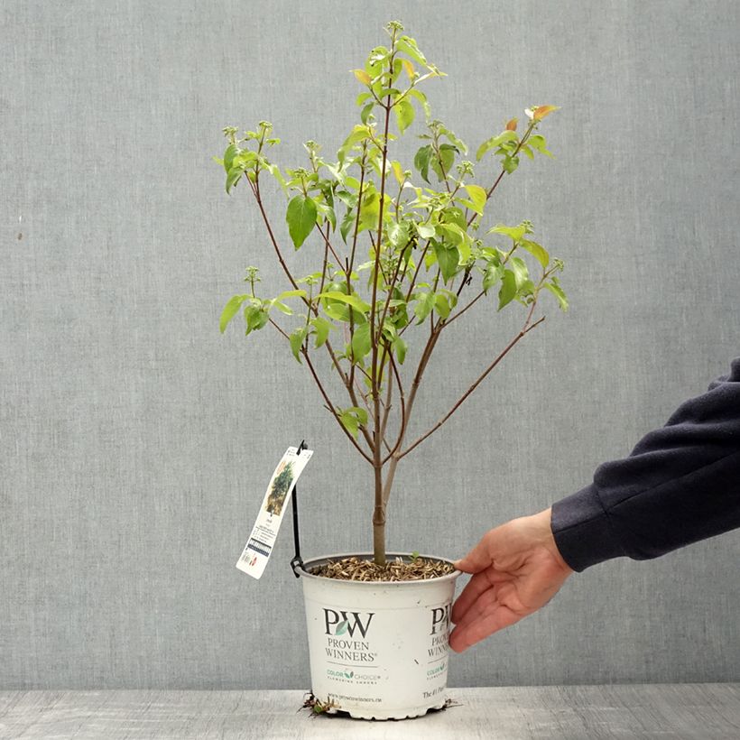 Amostra de Cornus asperifolia var. drummondii Sunshiny Drops Vaso de 2 L/3 L tal como entregue na primavera