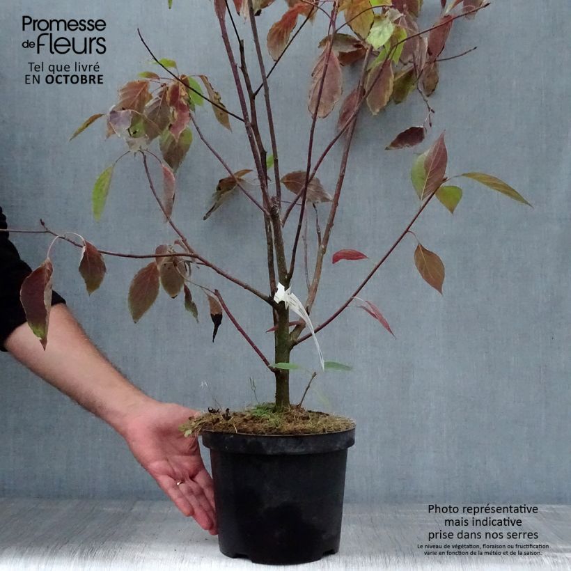 Amostra de Cornus controversa Vaso de 4 L/5 L tal como entregue no outono
