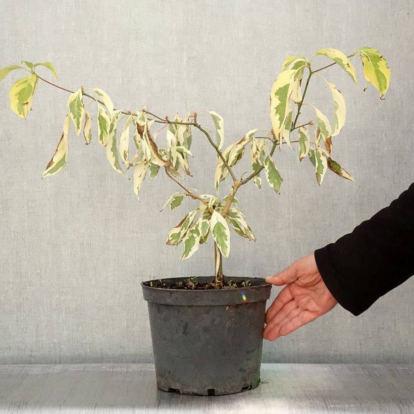 Amostra de Cornus controversa Gold Star - Cornouiller des Pagodes Pot de 4L/5L tal como entregue no outono
