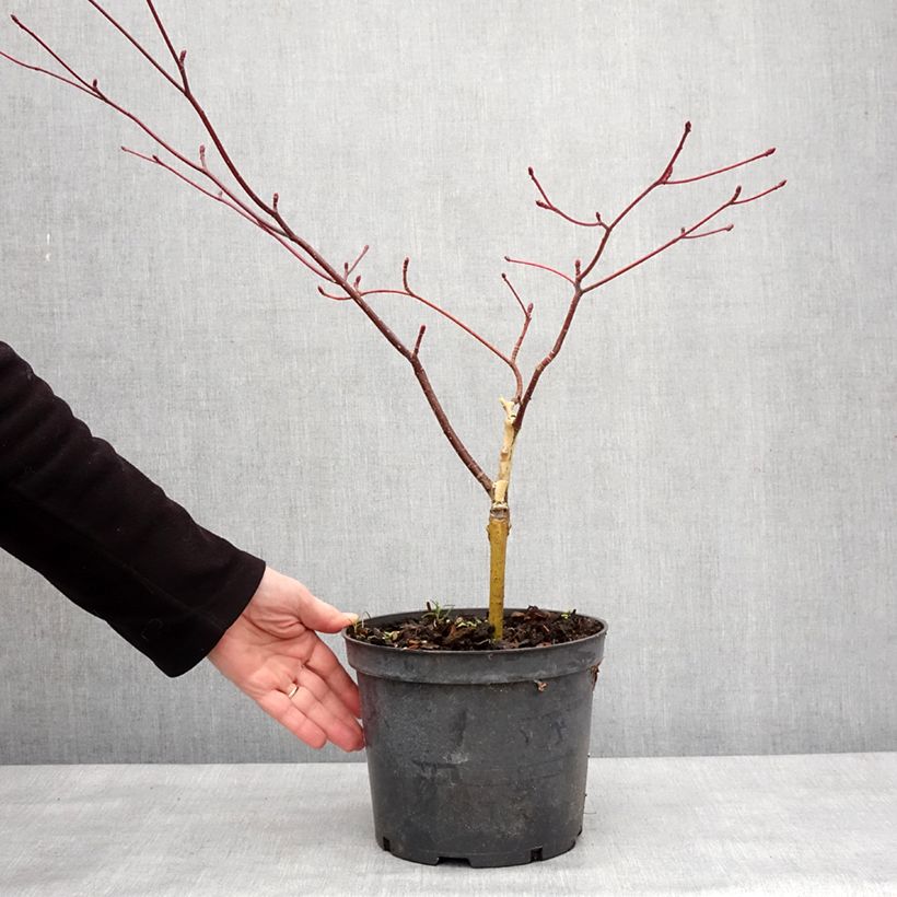 Amostra de Cornus controversa Gold Star - Cornouiller des Pagodes Pot de 4L/5L tal como entregue no inverno