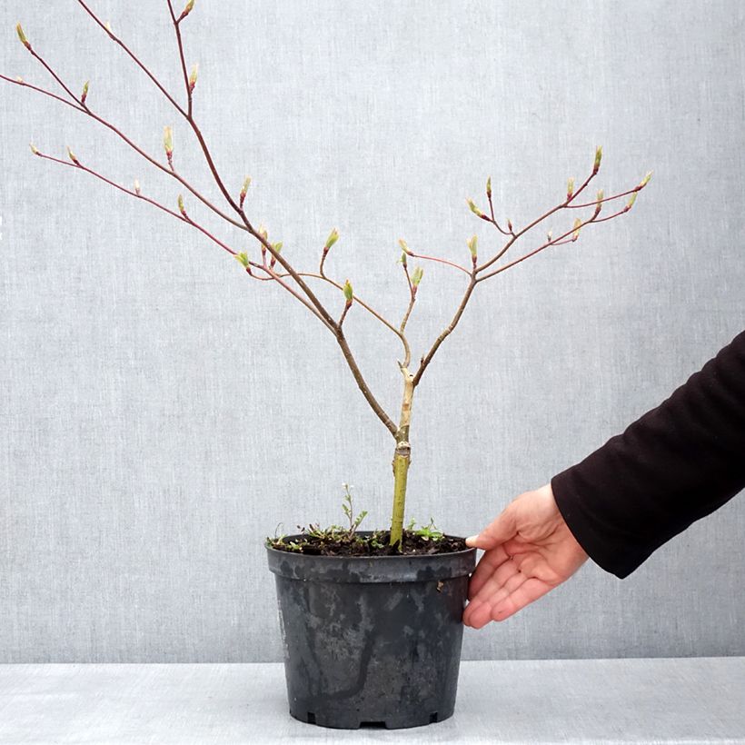 Amostra de Cornus controversa Gold Star Vaso de 4 L/5 L tal como entregue na primavera