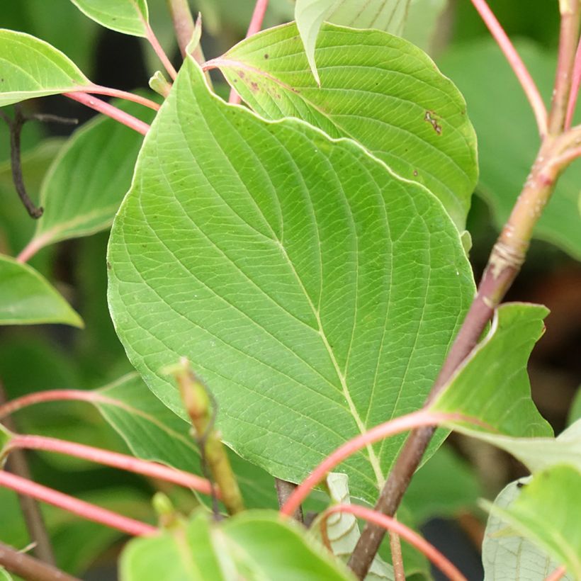 Cornus controversa Green Carpet (Folhagem)