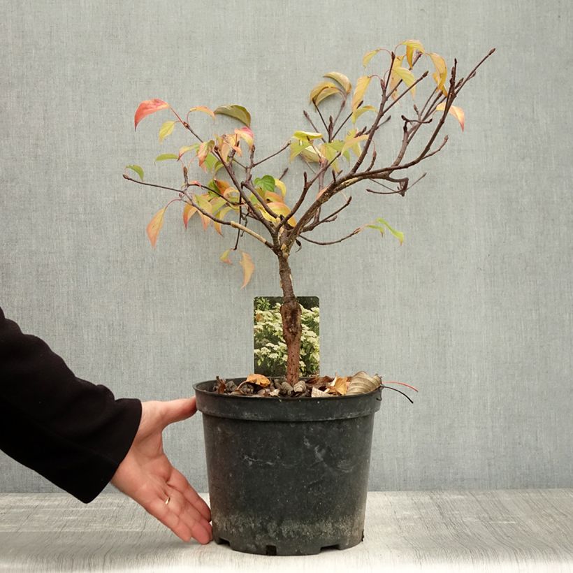 Amostra de Cornus controversa Green Carpet - Cornouiller des Pagodes Pot de 4L/5L tal como entregue no outono