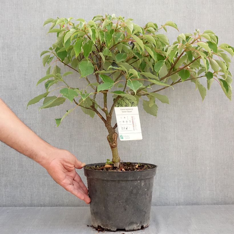 Amostra de Cornus controversa Green Carpet Vaso de 4 L/5 L tal como entregue no verão