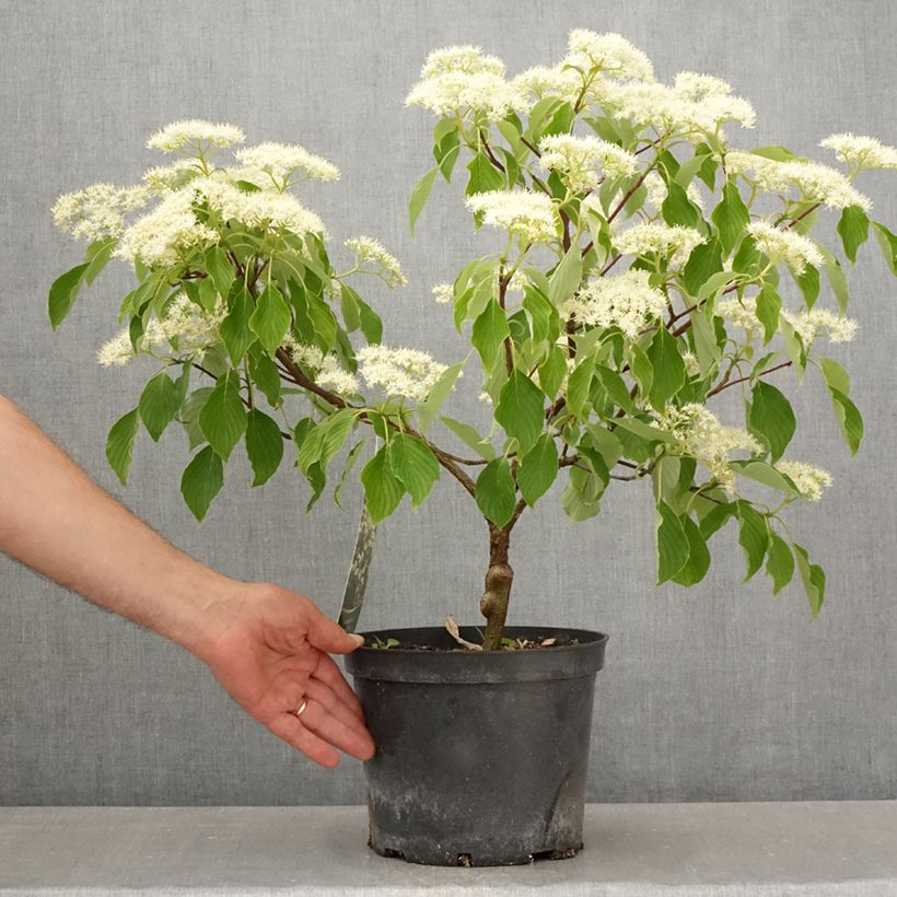 Amostra de Cornus controversa Green Carpet - Cornouiller des Pagodes Vaso de 4 L/5 L tal como entregue na primavera