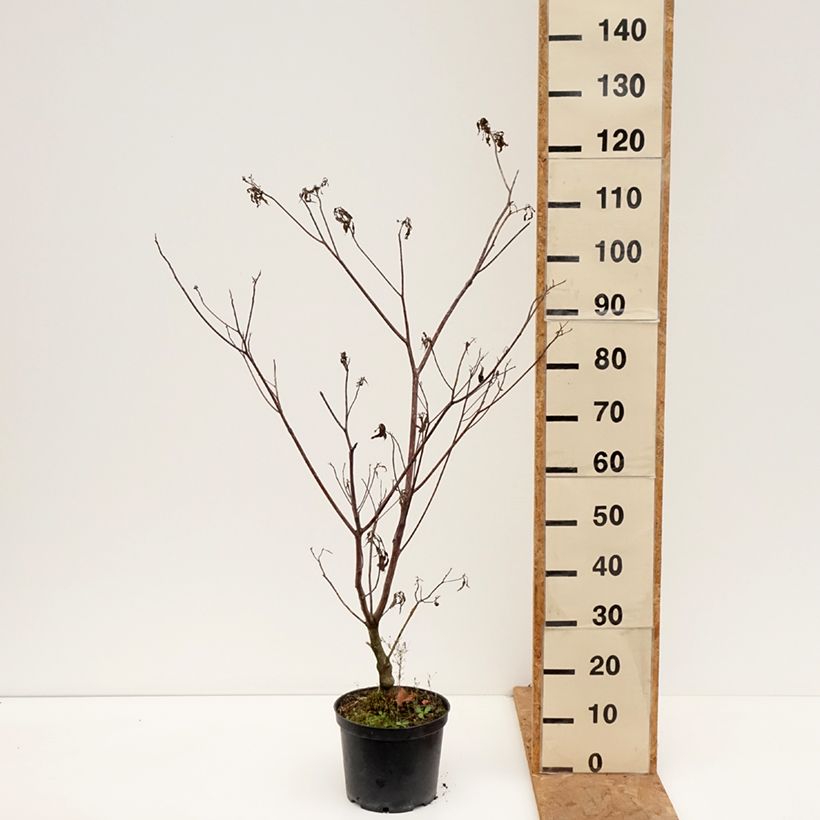 Amostra de Cornus controversa Laska Vaso de 4 L/5 L tal como entregue no outono