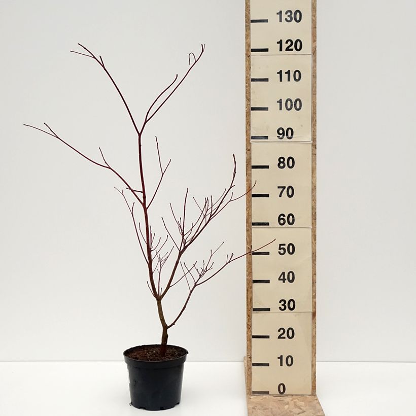 Amostra de Cornus controversa Laska - Cornouiller des Pagodes Pot de 4L/5L tal como entregue no inverno