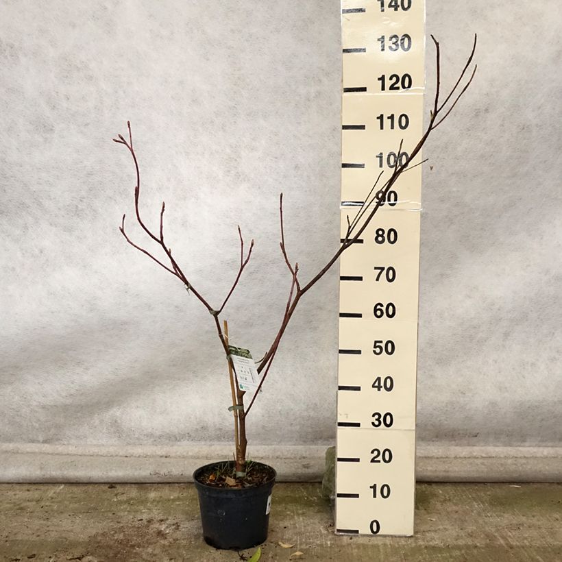 Amostra de Cornus controversa Marginata Nord - Cornouiller des Pagodes Pot de 4L/5L tal como entregue no outono