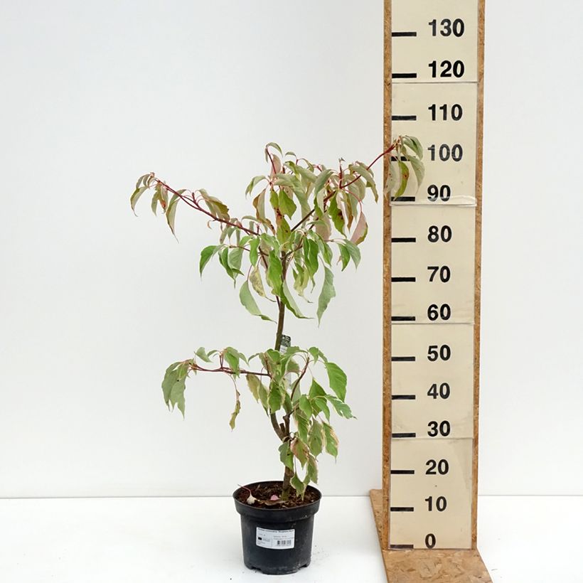 Amostra de Cornus controversa Marginata Nord - Cornouiller des Pagodes Vaso de 4 L/5 L tal como entregue no verão