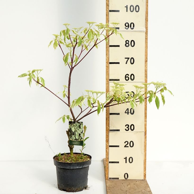 Amostra de Cornus controversa Marginata Nord Vaso de 4 L/5 L tal como entregue na primavera