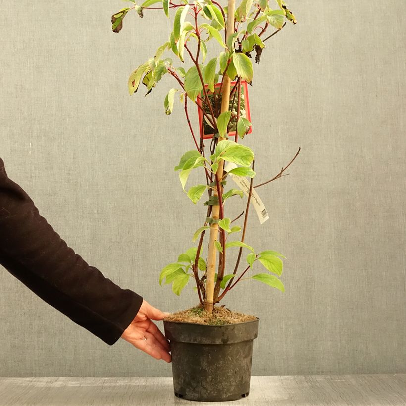 Amostra de Cornus controversa Pagoda Vaso de 4 L/5 L tal como entregue no outono