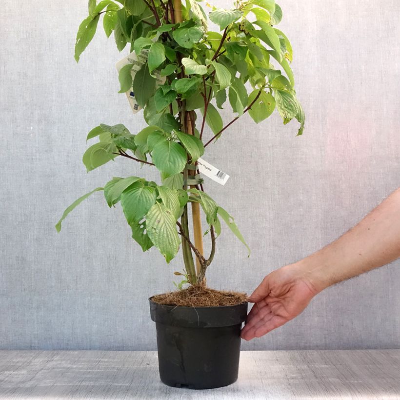 Amostra de Cornus controversa Pagoda Vaso de 4 L/5 L tal como entregue no verão