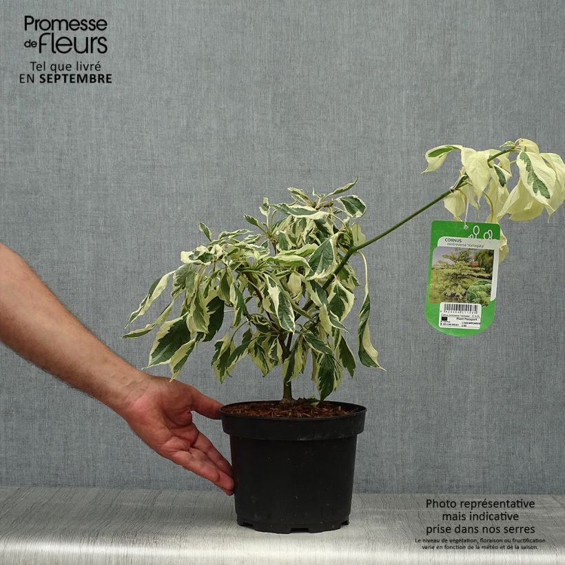 Amostra de Cornus controversa Variegata Vaso de 4 L/5 L tal como entregue no outono