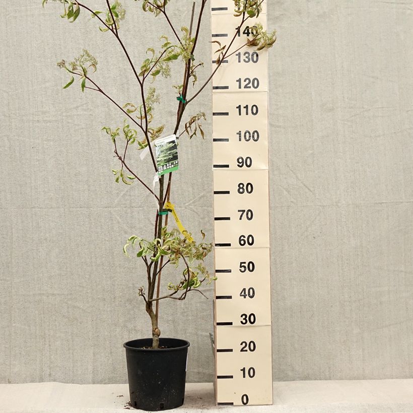 Amostra de Cornus controversa Variegata Vaso de 7,5 L/10 L tal como entregue na primavera