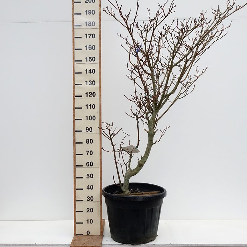 Amostra de Cornus controversa Variegata Vaso de 50 L/55 L tal como entregue no inverno