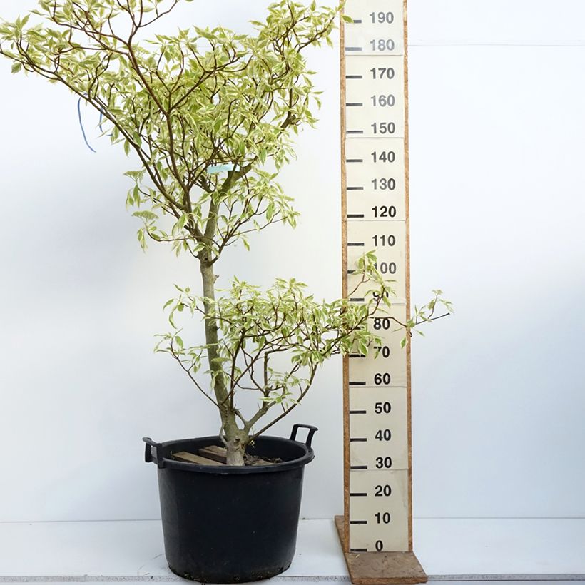 Amostra de Cornus controversa Variegata Vaso de 50 L/55 L tal como entregue na primavera