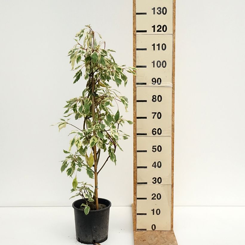 Amostra de Cornus controversa Variegata Vaso de 7,5 L/10 L tal como entregue no verão