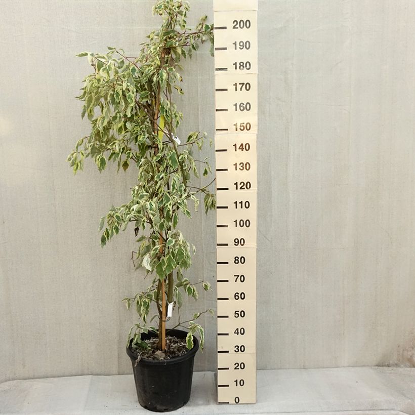Amostra de Cornus controversa Variegata Vaso de 50 L/55 L tal como entregue no outono