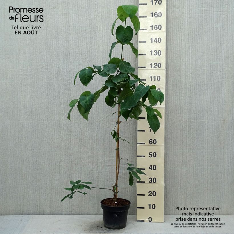 Amostra de Cornus Eddie's White Wonder Vaso de 4 L/5 L tal como entregue no verão