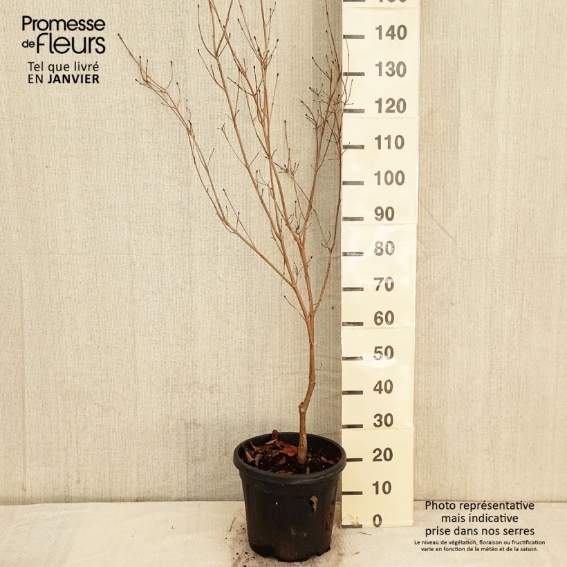 Amostra de Cornus florida Cherokee Chief - Cornouiller d'Amerique Vaso de 7,5 L/10 L tal como entregue no inverno