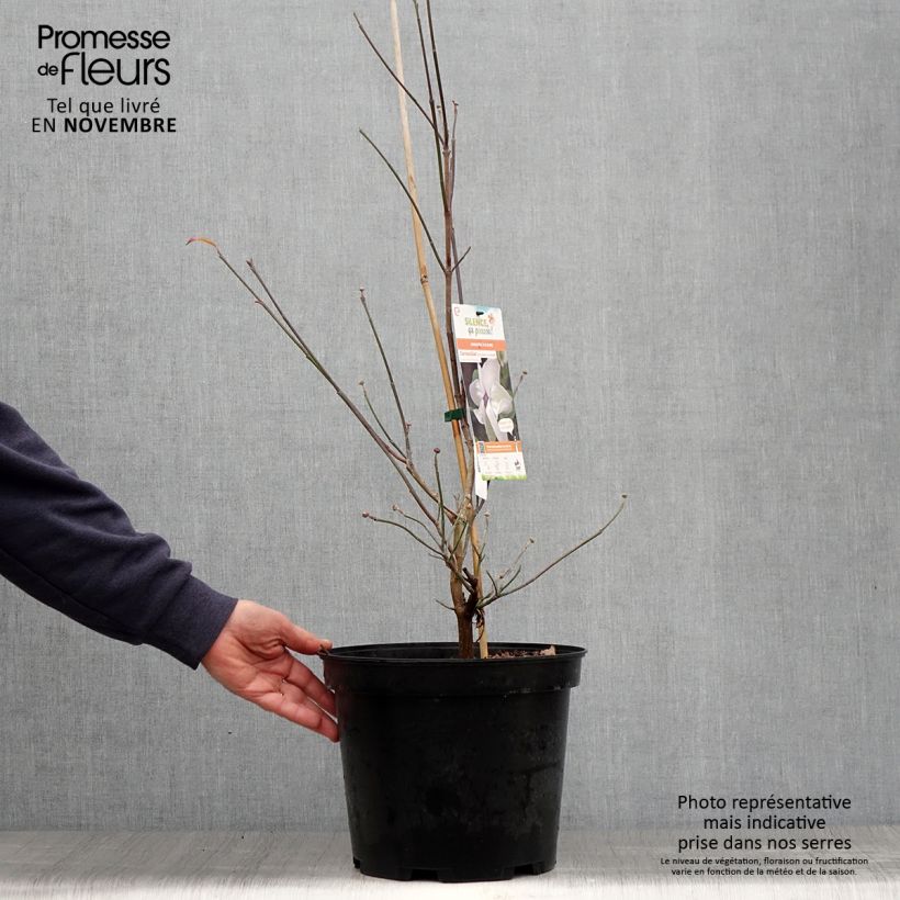 Amostra de Corniso-da-flórida Cloud Nine - Cornus florida Vaso de 7,5 L/10 L tal como entregue no outono
