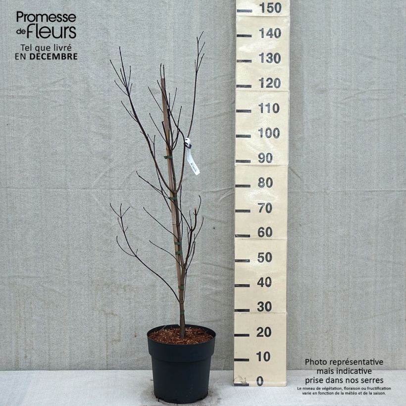 Amostra de Corniso-da-flórida - Cornus florida Vaso de 7,5 L/10 L tal como entregue no outono
