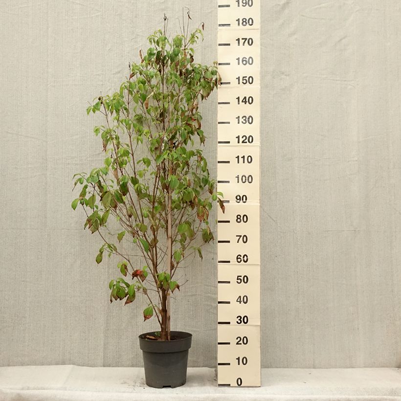 Amostra de Corniso-da-flórida - Cornus florida Vaso de 7,5 L/10 L tal como entregue no verão