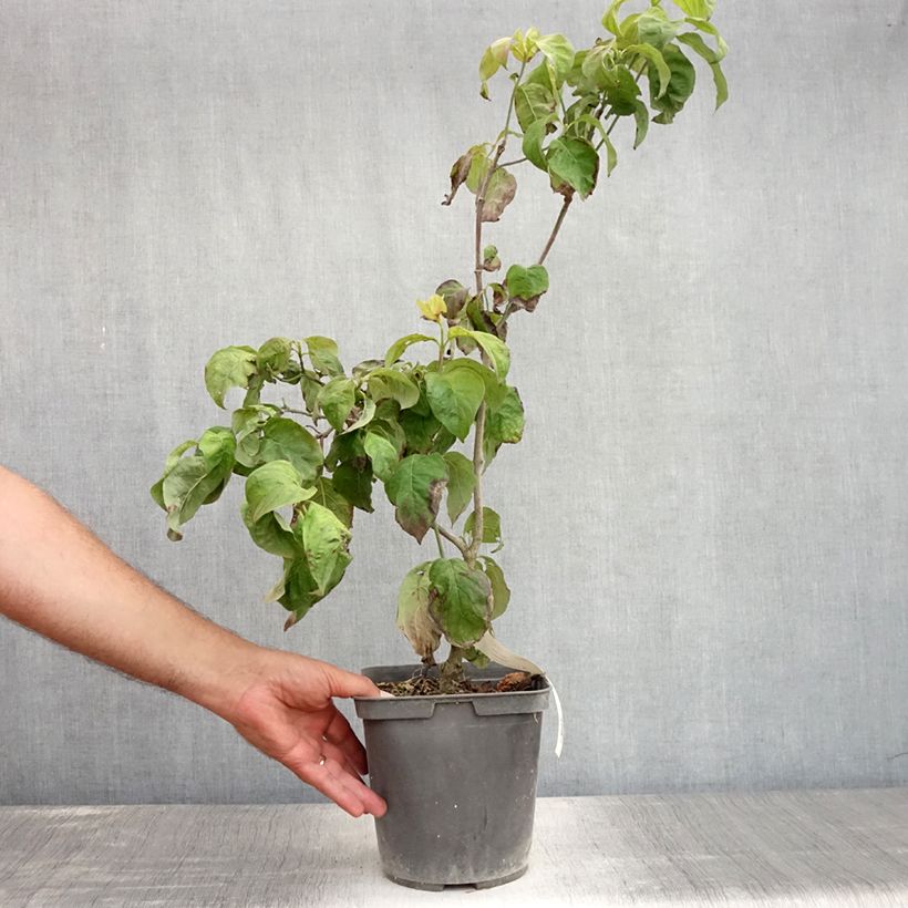 Amostra de Corniso-da-flórida Rainbow - Cornus florida Vaso de 4 L/5 L tal como entregue no verão