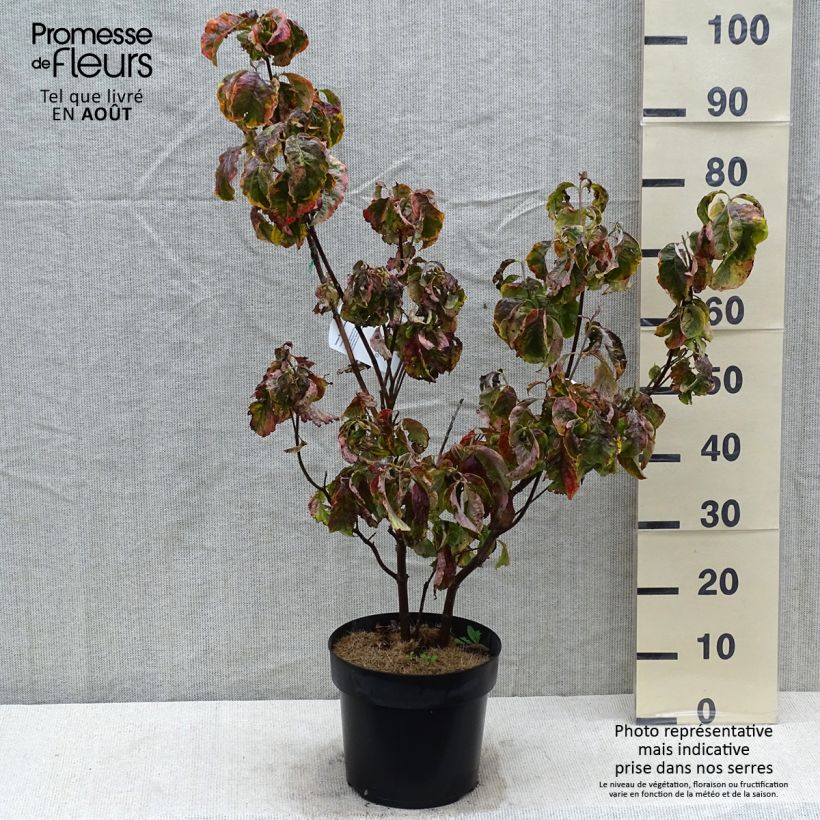 Amostra de Corniso-da-flórida Rainbow - Cornus florida Vaso de 6 L/7 L tal como entregue no verão