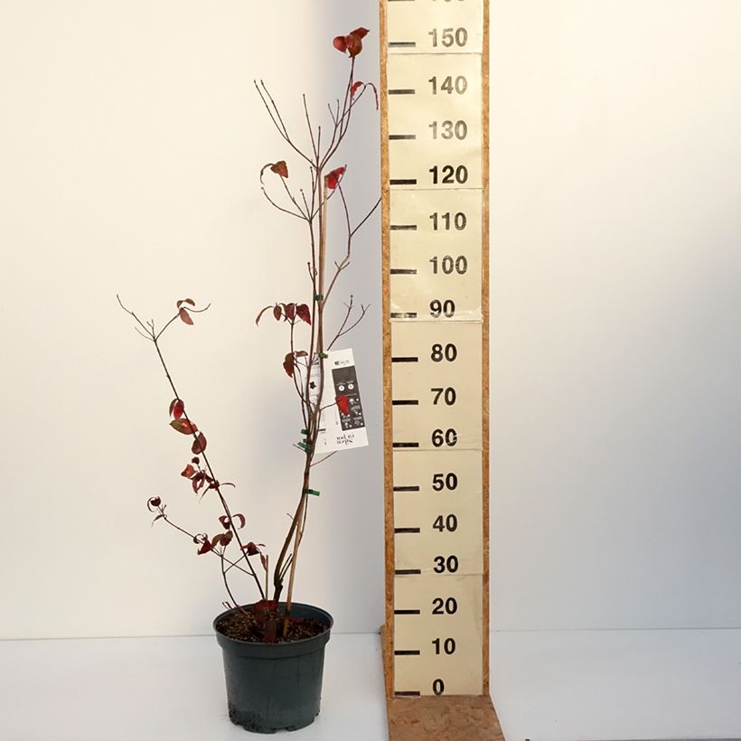 Amostra de Corniso-da-flórida Rubra - Cornus florida Vaso de 6 L/7 L tal como entregue no outono