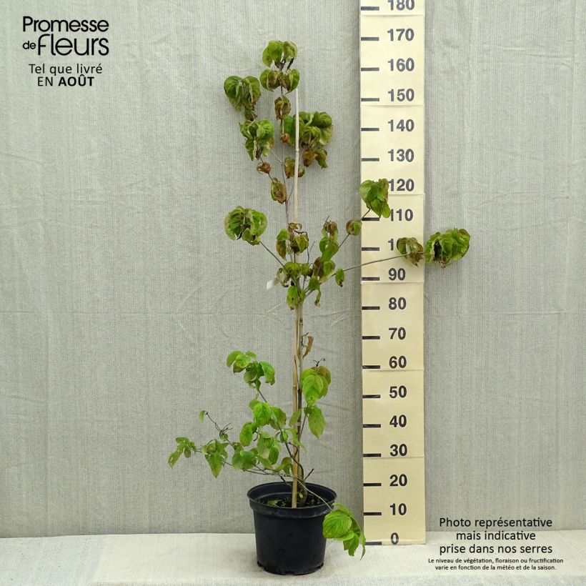 Amostra de Corniso-da-flórida Rubra - Cornus florida Vaso de 6 L/7 L tal como entregue no verão