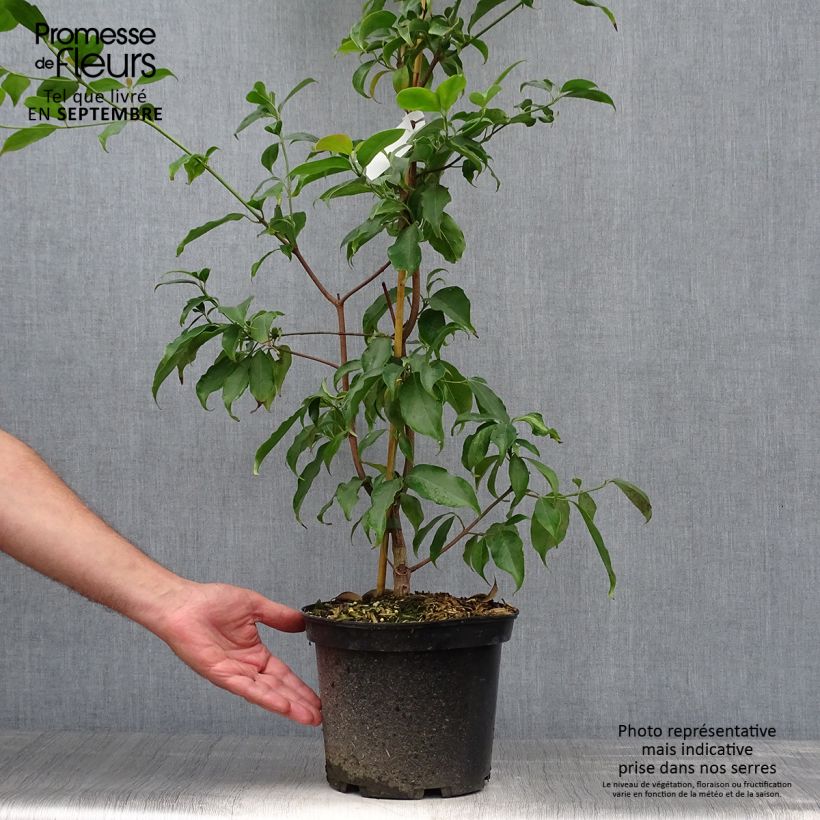 Amostra de Cornus hongkongensis Vaso de 2 L/3 L tal como entregue no outono