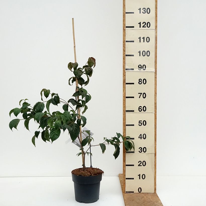 Amostra de Corneiro-do-japão Beni-fuji - Cornus kousa Vaso de 4 L/5 L tal como entregue no outono