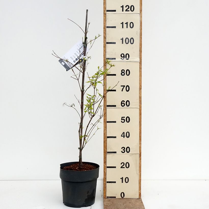 Amostra de Corneiro-do-japão Beni-fuji - Cornus kousa Vaso de 6 L/7 L tal como entregue na primavera