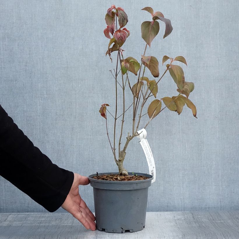 Amostra de Corneiro-do-japão Big Apple - Cornus kousa Vaso de 3 L/4 L tal como entregue no outono