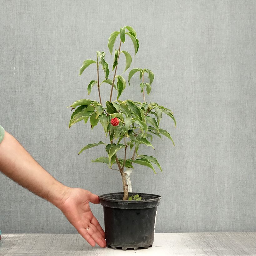 Amostra de Corneiro-do-japão Big Apple - Cornus kousa Vaso de 3 L/4 L tal como entregue no verão