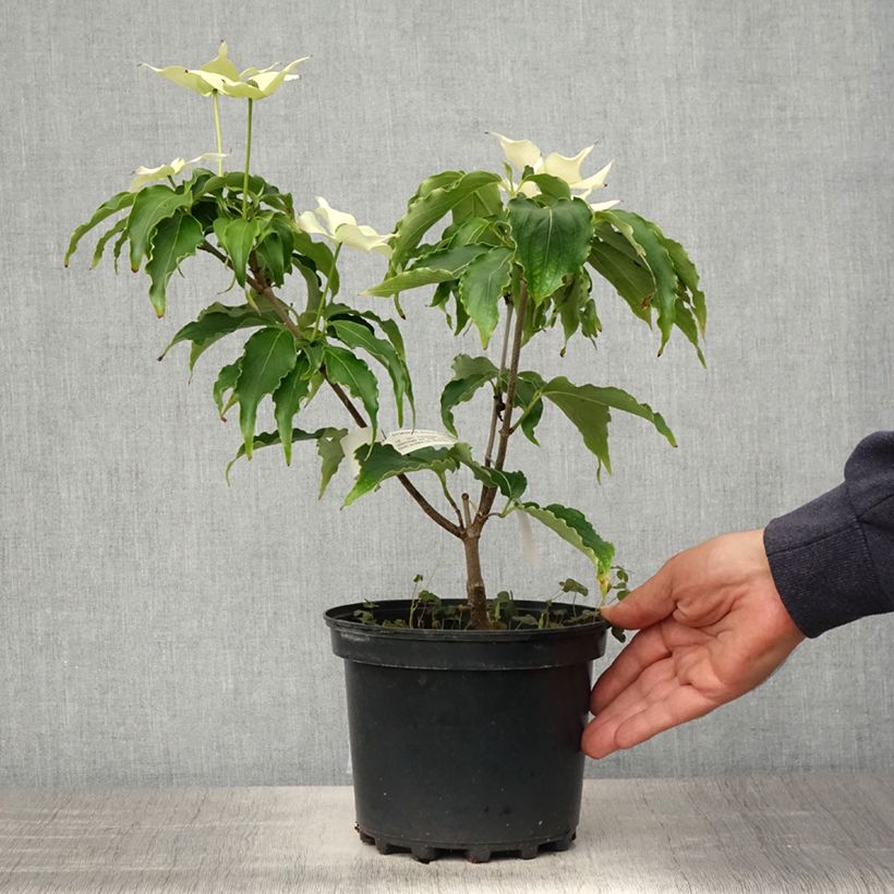 Amostra de Corneiro-do-japão Big Apple - Cornus kousa Vaso de 3 L/4 L tal como entregue na primavera