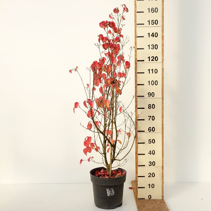 Amostra de Córnio-do-japão Blooming Merry Tetra - Cornus kousa × angustata Vaso de 7,5 L/10 L tal como entregue no outono