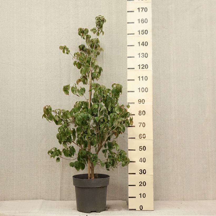 Amostra de Córnio-do-japão Blooming Merry Tetra - Cornus kousa × angustata Vaso de 7,5 L/10 L tal como entregue no verão