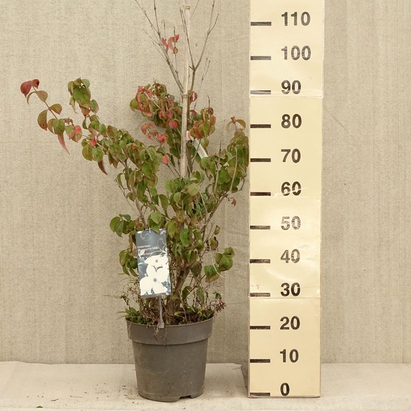 Amostra de Córnio-do-japão Blooming Pink Tetra - Cornus kousa × angustata Vaso de 7,5 L/10 L tal como entregue no outono