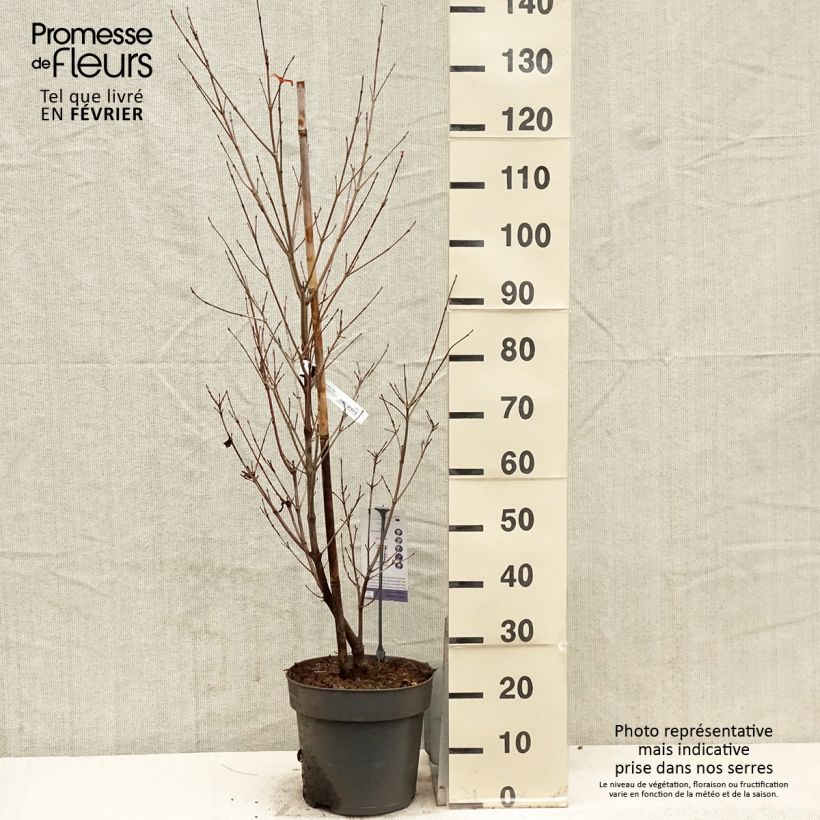 Amostra de Cornus kousa Blooming Pink Tetra - Cornouiller hybride Vaso de 7,5 L/10 L tal como entregue no inverno