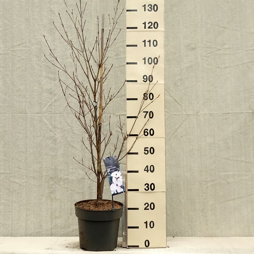 Amostra de Córnio-do-japão Blooming Pink Tetra - Cornus kousa × angustata Vaso de 7,5 L/10 L tal como entregue na primavera