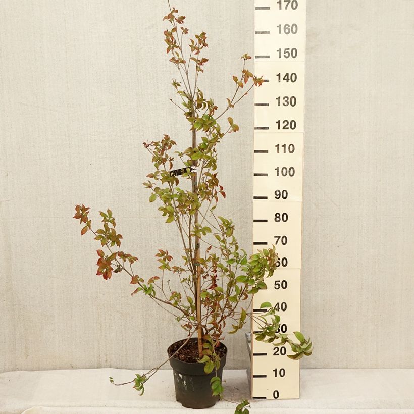 Amostra de Córnio-do-japão Blooming White Tetra - Cornus kousa × angustata Vaso de 4 L/5 L tal como entregue na primavera