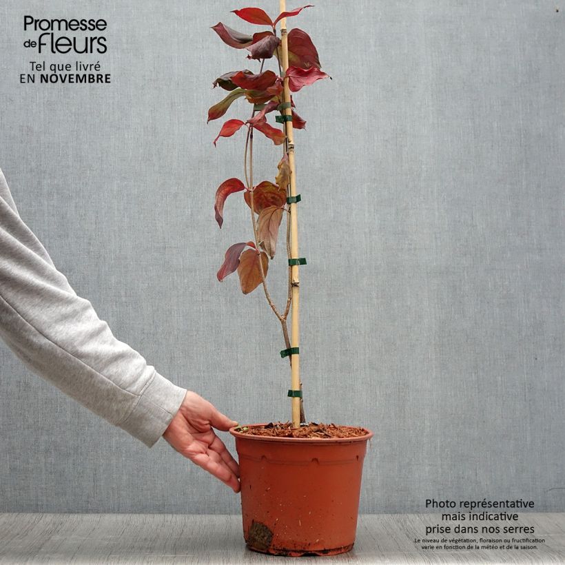 Amostra de Corneiro-do-japão Blue Shadow - Cornus kousa Vaso de 4 L/5 L tal como entregue no outono
