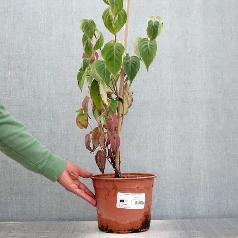 Amostra de Corneiro-do-japão Blue Shadow - Cornus kousa Vaso de 4 L/5 L tal como entregue no verão