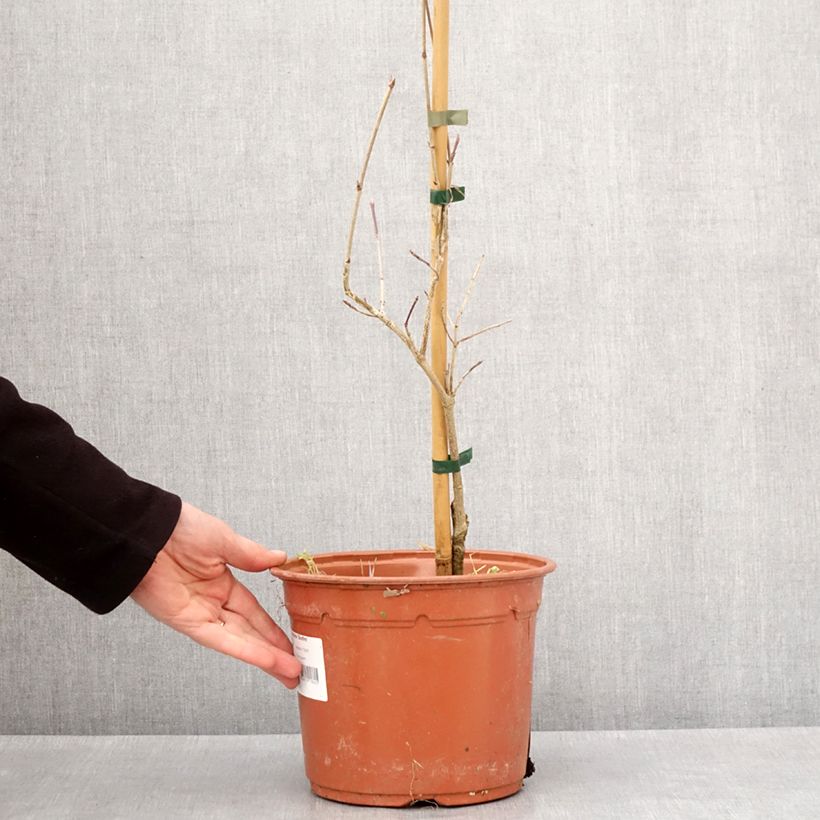 Amostra de Cornus kousa Bonfire - Cornouiller du Japon Vaso de 4 L/5 L tal como entregue no inverno